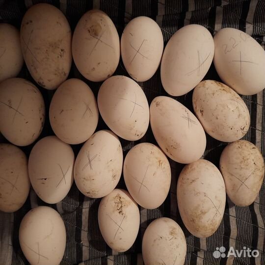 Инкубационное яйцо гусиное
