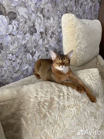 Зооняня, передержка животных