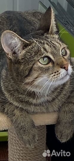 Домашние животные