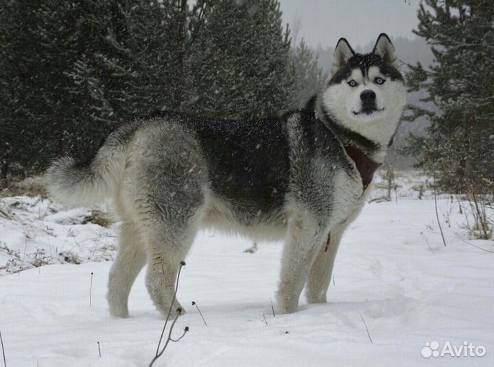 Сибирская хаски