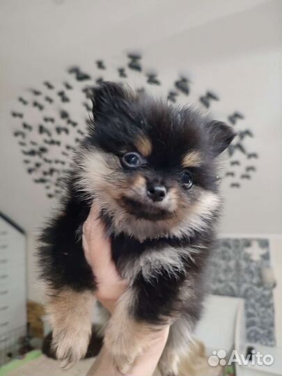 Куколка милашка