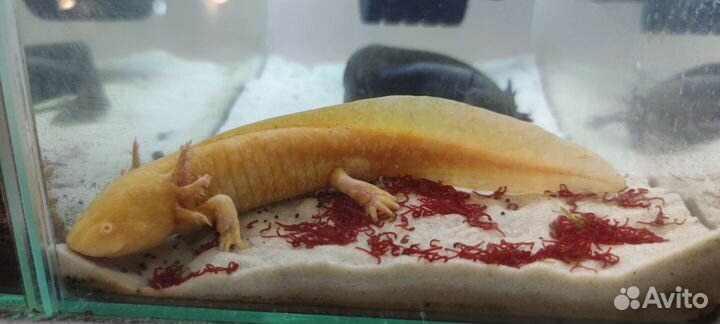 Аксолотль и др