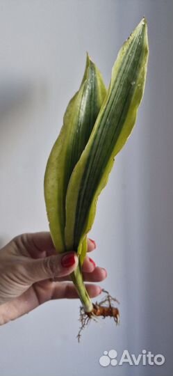Сансевиерии сортовые