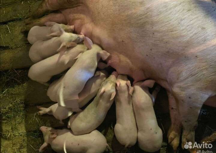Поросята
