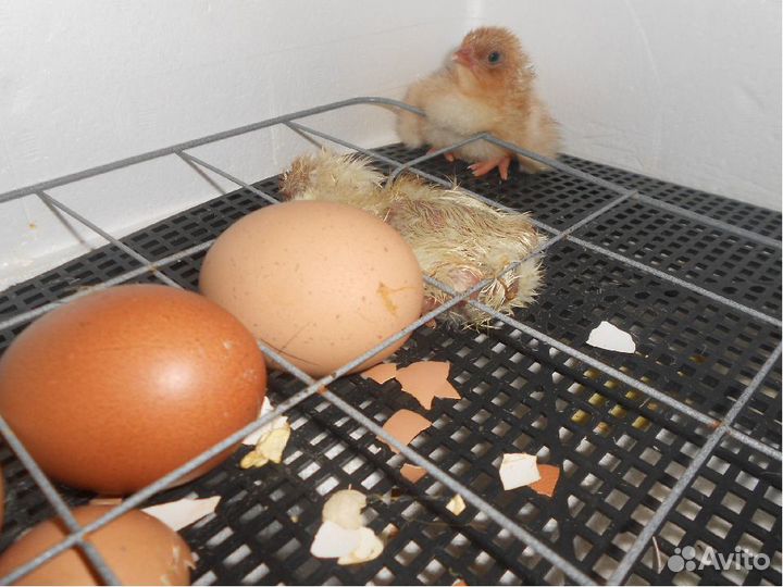 Инкубаторы несушка