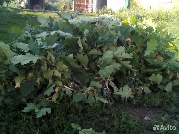 Дубовые двести, берёзовые стопесят, смесь двестипе