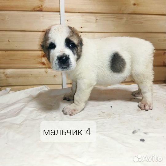 Щенки сао алабай