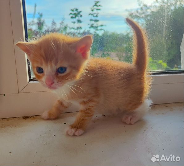 Котейки в добрые руки