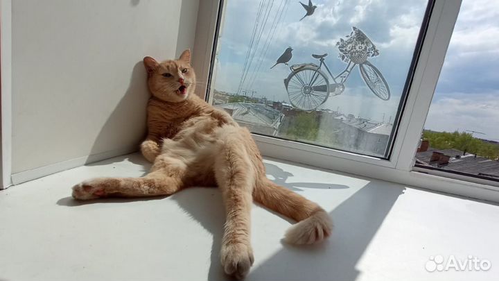 Потерялся кот