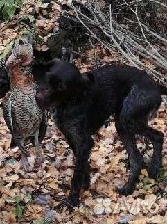 Дратхаар для вязки