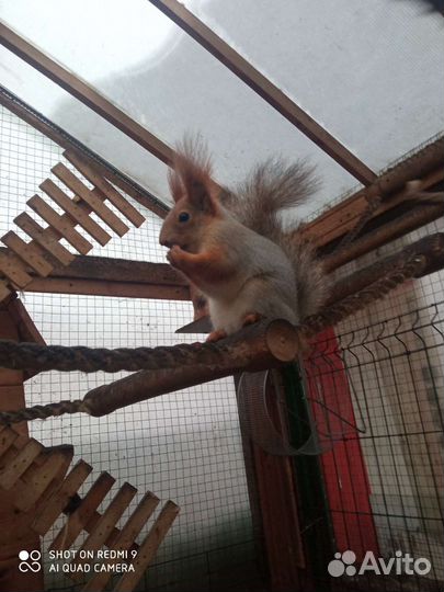 Белка вольерного содержания