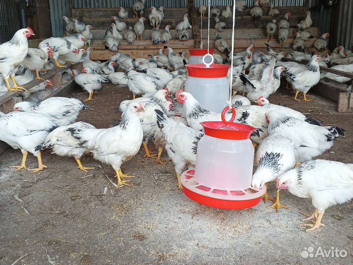 Молодые петушки