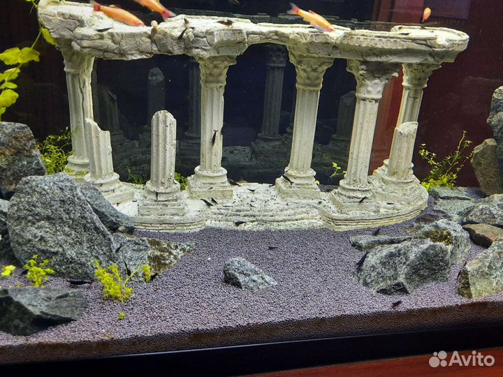 Креветки черные (28.06.23 - есть свободные)