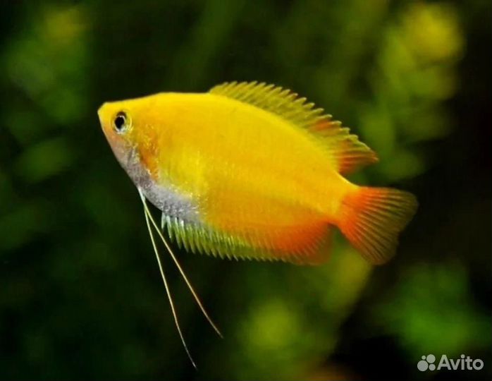 Гурами медовый подростки