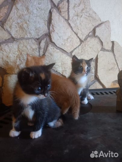 Рыжие и трехцветные котята