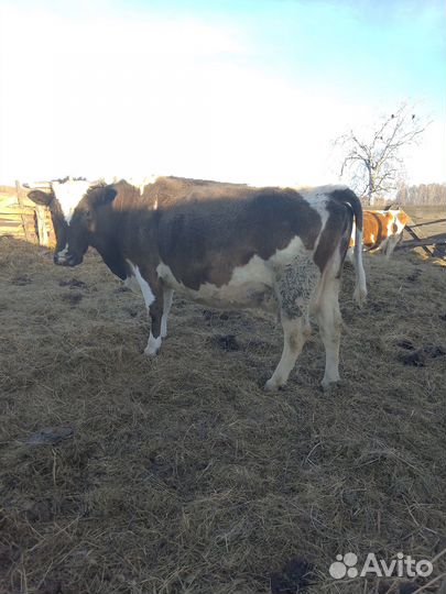 Продам коров