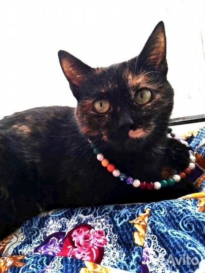 Кошка в дар