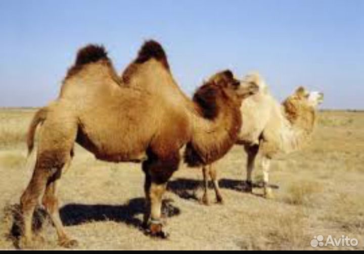 Верблюд