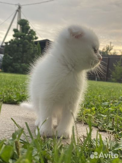 Котята шатланские вислоухие + метис