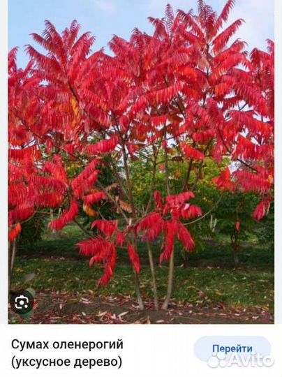 Саженцы сумах оленерогий