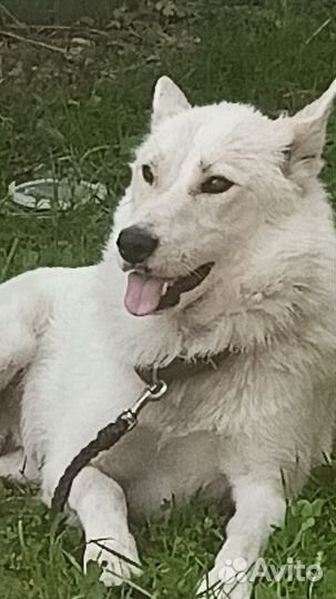 Щенки Западно Сибирской Лайки