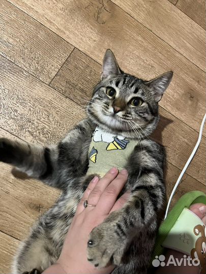 Случка кота, очень слакдкий и спокойный