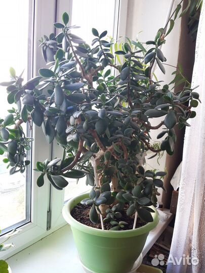 Толстянка (денежное дерево), Пеперомия, Фикус