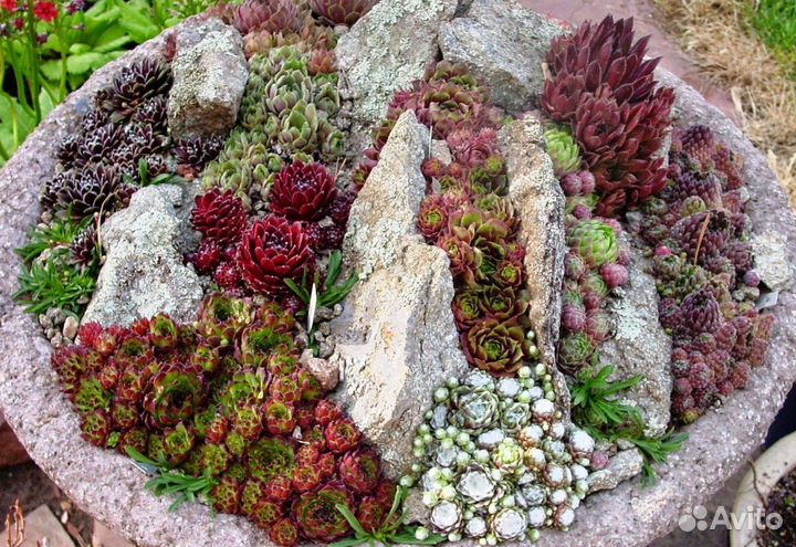 Молодило каменная роза