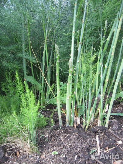 Спаржа царская в сад и на стол