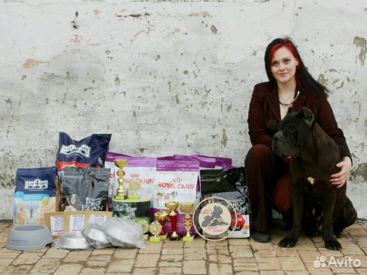 Питомник кане корсо Волгоградская область