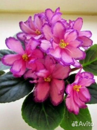 Мини фиалки