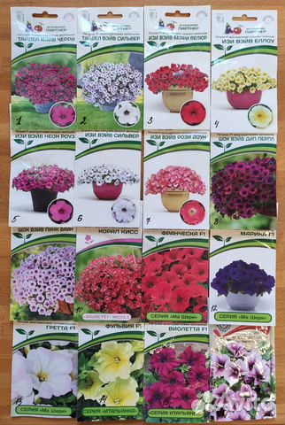 Петуния гигантская Тайдел Вейв Черри, Ред Велюр