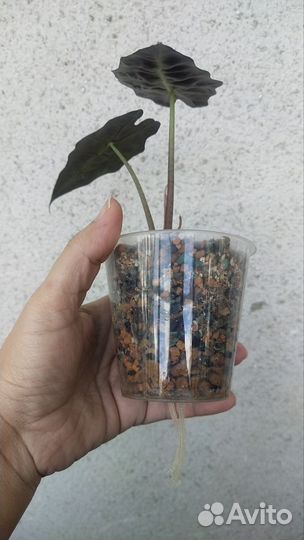 Алоказия Полли