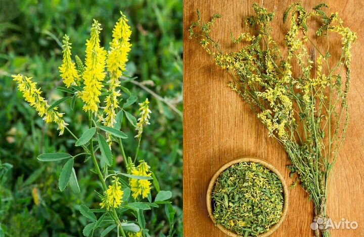 Донник трава для бани со склада в Челябинске оптом