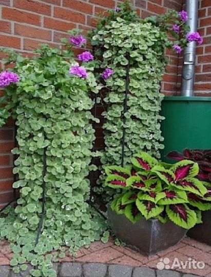 Рассада. Будра вариегатная