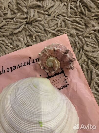 Ракушки морские