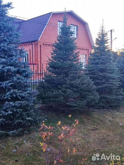 Ели крупномеры от 3 до 8 метров l-9054