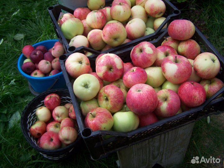 Яблоки домашние