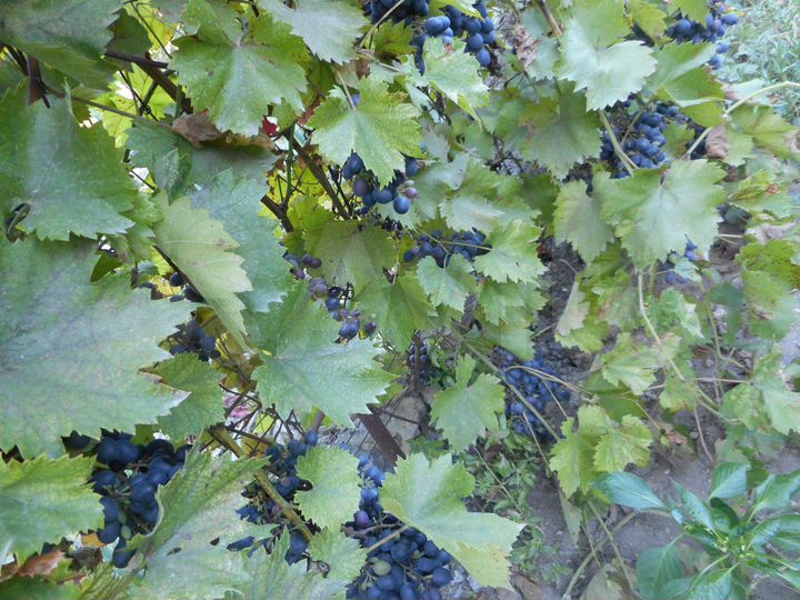 Участок 7,3 сот. (СНТ, ДНП)