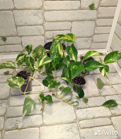 Сциндапсус Эпипремнум Аурем Золотистый