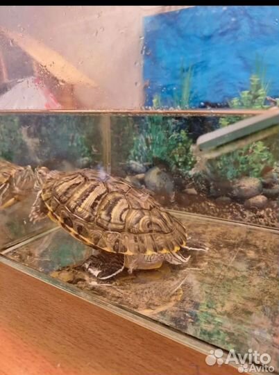 Аквариум для черепах бу