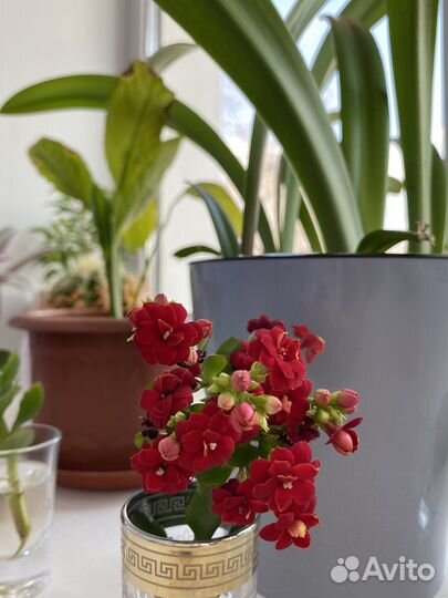 Каланхоэ красное