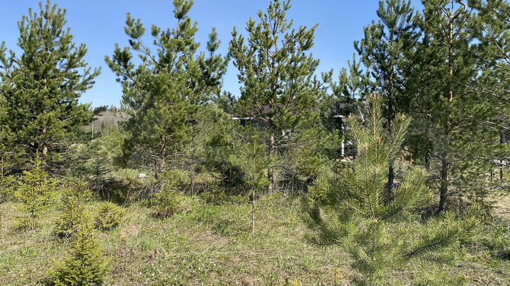 Участок 12,9 сот. (СНТ, ДНП)