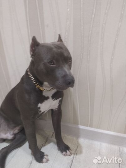 Американский стаффордширский терьер вязка