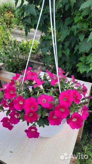 Рассада петунии