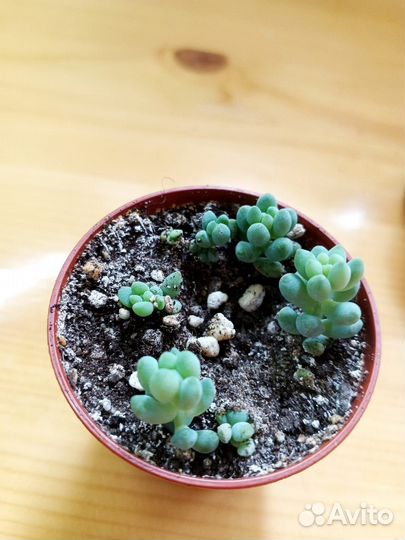 Очиток Моргана (Седум)