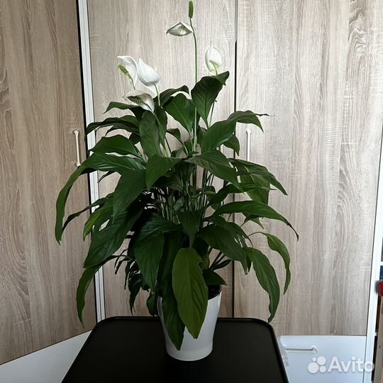 Домашние цветы