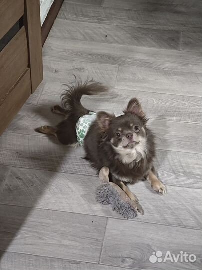 Вязка Чихуахуа