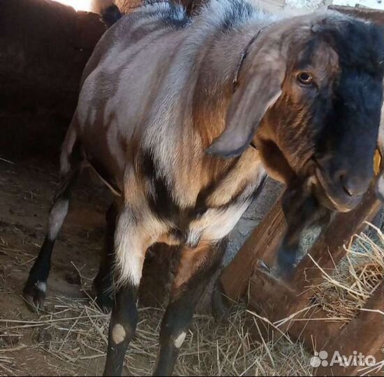 Козел на племя