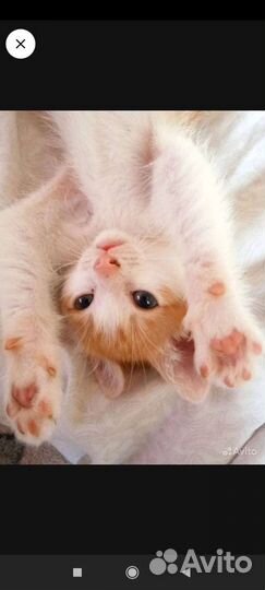 Два Котенок 2 месяца